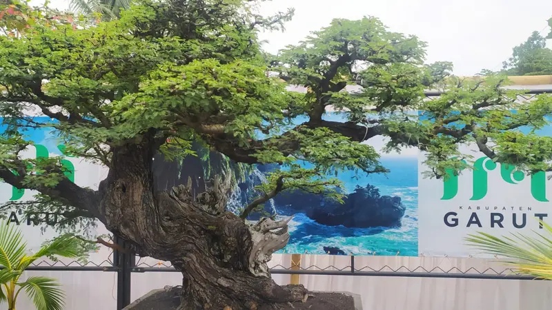 Salah satu pohon bonsai juara yang kerap dipertandingkan dalam berbagai even bonsai tingkat nasional.