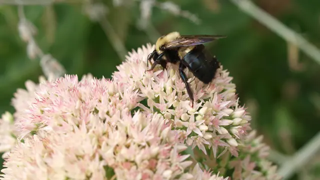 Carpenter Bee