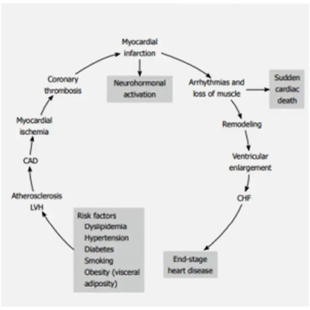 cardiovascular continuum