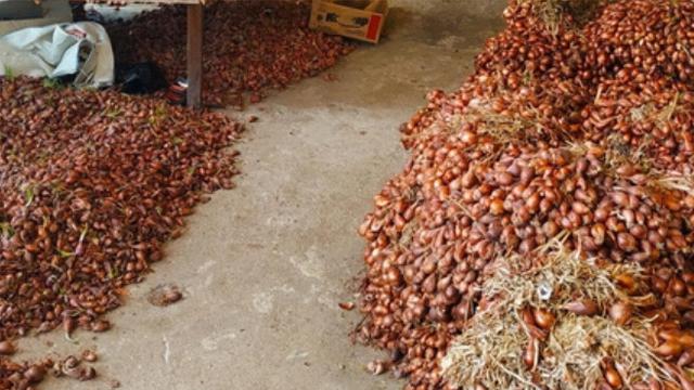 Hasil kotor petani bawang merah ditargetkan 96 juta rupiah tiap kali panen, dengan penguasaan 0,4 hektar tanah. (Foto: Liputan6.com/Wisnu Wardhana)