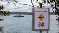 Terjadi Empat Serangan Hiu dalam 48 Jam, Otoritas New South Wales Imbau Warga Jauhi Pantai