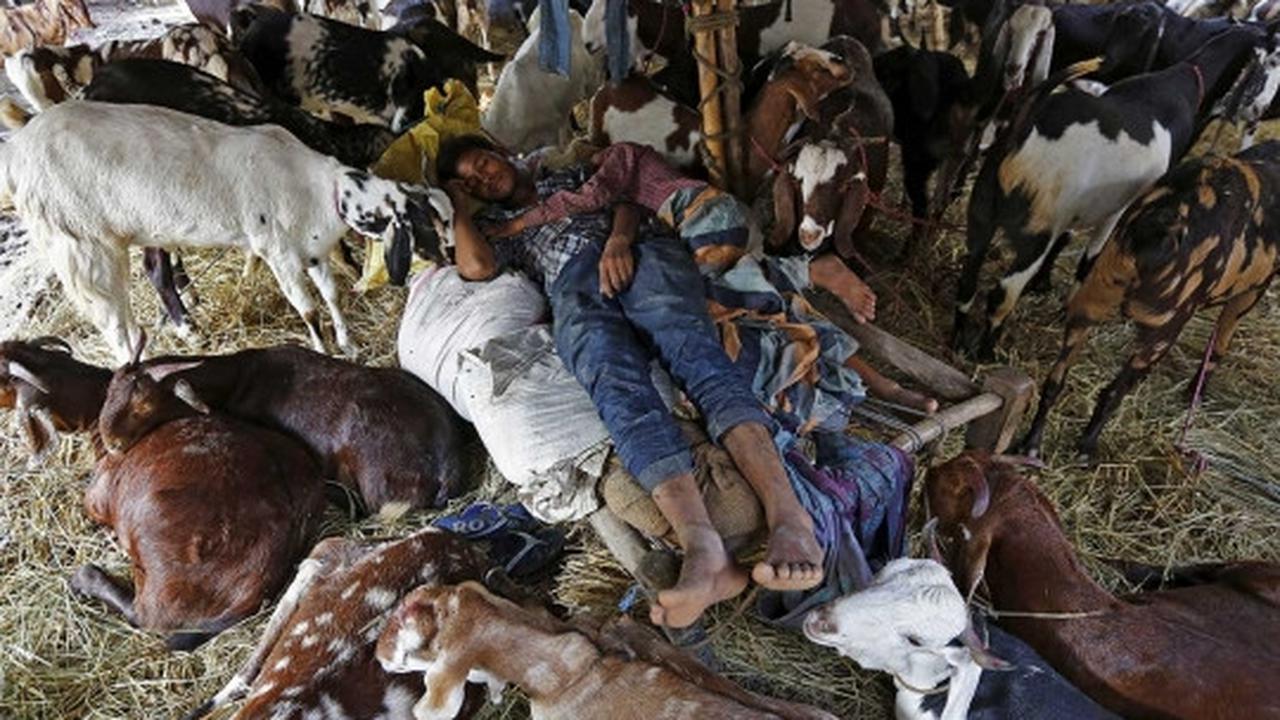 Menengok padatnya pasar hewan kurban di India
