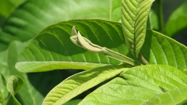 10 Manfaat Daun Jambu Biji Untuk Kesehatan