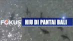 Kemunculan ikan hiu justru disyukuri oleh sejumlah wisatawan, karena ini adalah fenomena yang langka.
