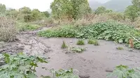Banjir lahar dingin menerpa lahan pertanian warga di lereng gunung Lewotobi (Liputan6.com/Ola Keda)