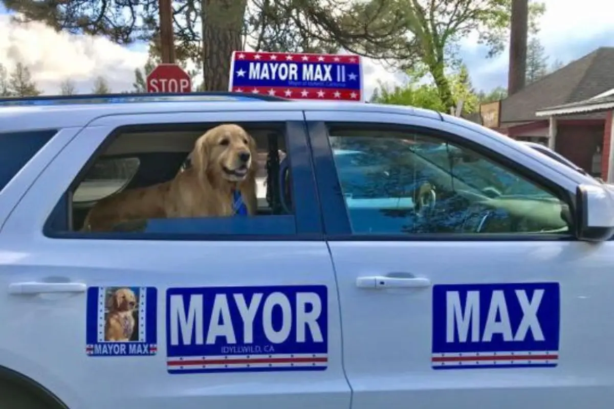 Warga Kota Ini Angkat Anjing Golden Retriever jadi Walikota