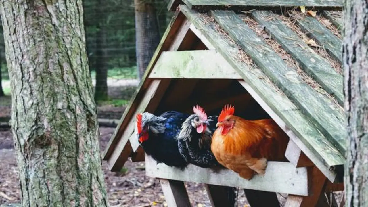 Ilustrasi Ayam/Photo by Marius Karotkis on Unsplash