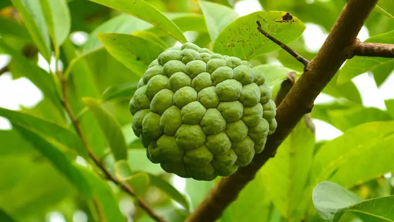 10 Manfaat Buah Srikaya yang Kini Sudah Mulai Banyak Dijual, Lengkap dengan Efek Samping dan Cara Aman Mengonsumsi