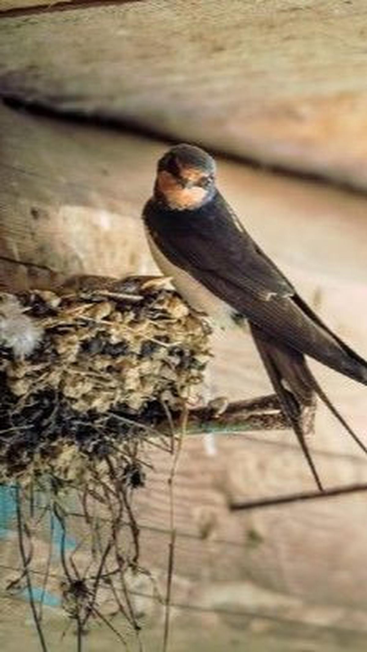 10. Ternak Burung Walet<br>