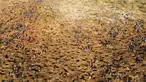Pemandangan dari udara warga menggali tanah saat mencari batu yang diyakini berlian setelah penemuan batu misterius di Desa KwaHlathi, luar Ladysmith, Provinsi KwaZulu-Natal, Afrika Selatan (15/6/2021). (AFP/Phill Magakoe)