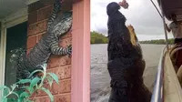7 Bukti Australia Dihuni Reptil-reptil Mengerikan, Ada Cacing Tanah Raksasa