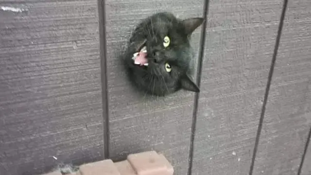 10 Potret Lucu Kucing Muncul dari Lubang di Langit-Langit Ini Bikin Gemas