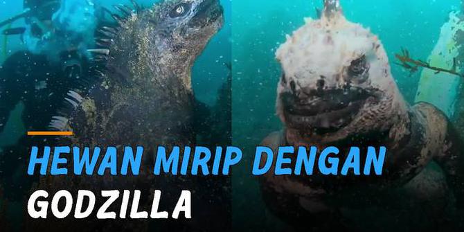 VIDEO: Mirip Godzilla, Ini Dia Iguana Laut di Ekuador