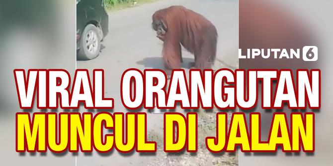 VIDEO: Orangutan Muncul di Jalan Raya Kalimantan TImur, Ada Apa?
