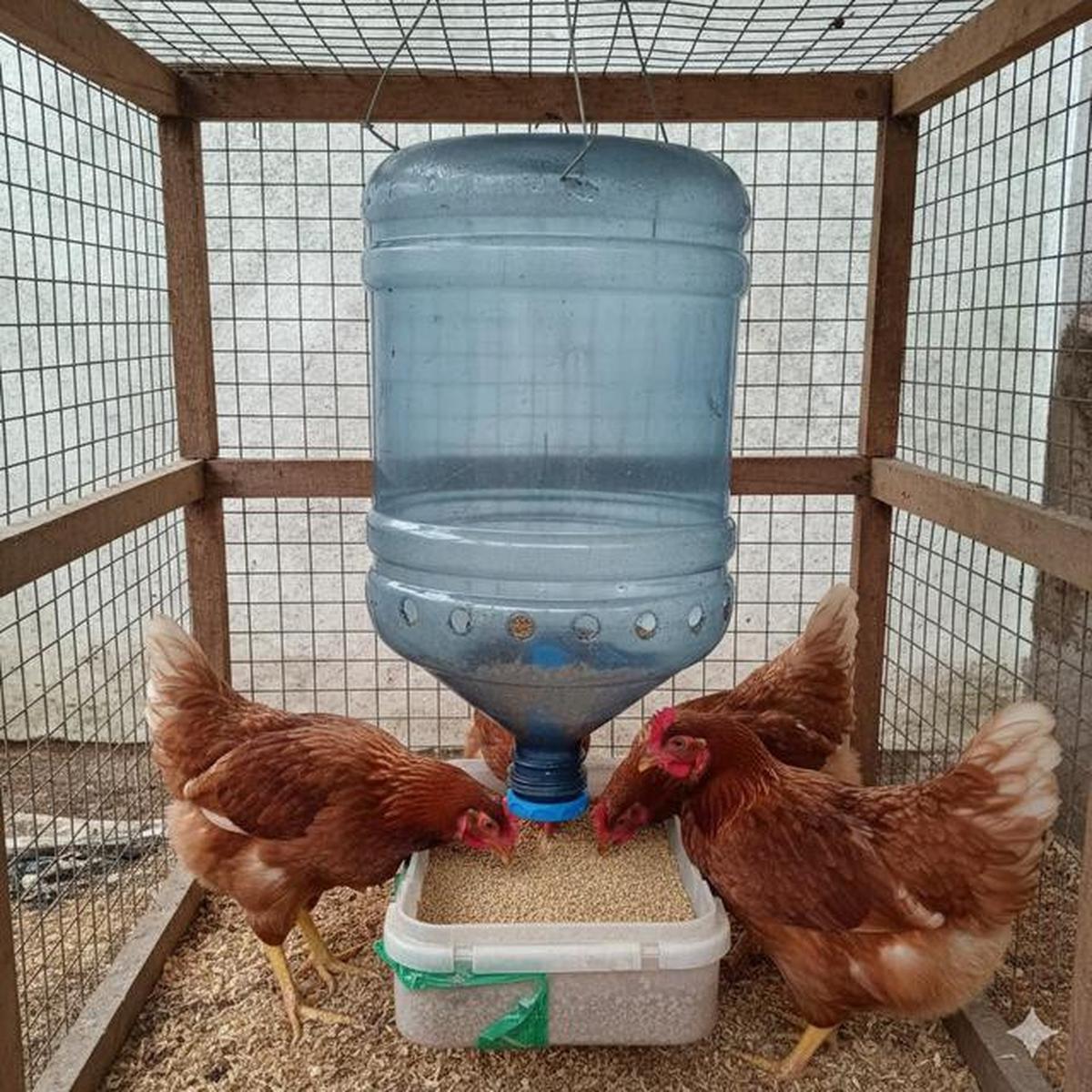 10 Desain Kandang Ayam dari Galon Bekas Sederhana, Ide Kreatif Ternak