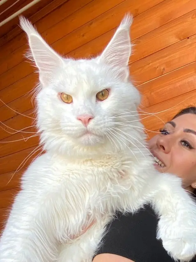 Berat Capai 8 Hingga 20 Kg, Ini Potret Ras Kucing Terbesar di Dunia