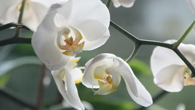 orchid