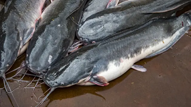 Cara Menggoreng Ikan Lele agar Tetap Lurus dan Renyah, Tanpa Perlu Tepung