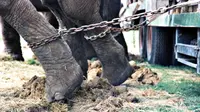 5 Kisah Pilu 'Bintang' Sirkus