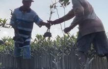 Cerita Kelompok Tani Tunas Tanjung Harapan Lestarikan Mangrove di Deli Serdang