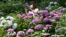 Pengunjung dengan mengenakan masker mengambil gambar bunga hydrangea yang mekar penuh di kuil Hasedera di Kamakura, dekat Tokyo pada Senin (15/6/2020). Karena ada banyak bunga hydrangea yang mekar di sini, kuil ini pun dijuluki sebagai kuil hydrangea. (AP Photo/Koji Sasahara)