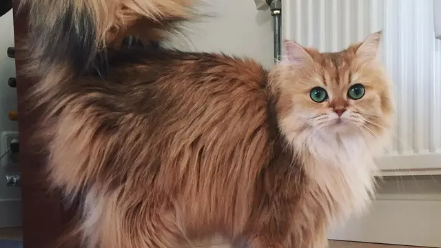 [Bintang] Kucing