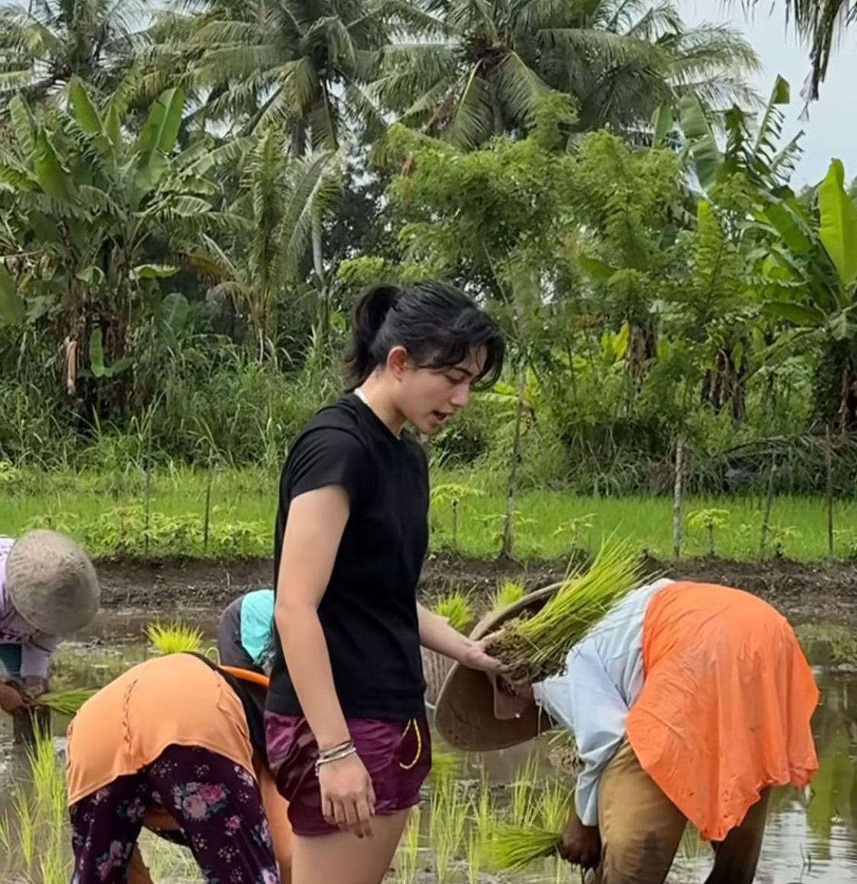 Potret Sintya Marisca Nyemplung ke Sawah Bantu Petani Menanam Padi