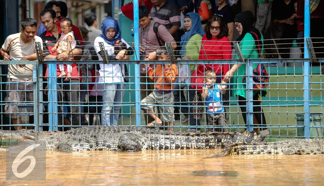 Sejumlah pengunjung menyaksikan pertunjukan atrasksi bersama buaya di Taman Wisata Buaya, Cibarusah, Jawa Barat, Minggu (26/7/2015). Atraksi berlangsung pada hari Minggu mulai dari pukul 11:00 dan 14:00. (Liputan6.com/Faizal Fanani)