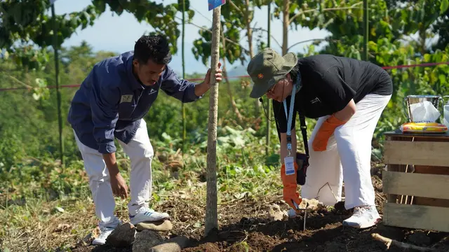 Hijaukan Labuan Bajo, 18 Duta Besar Tanam Pohon Tabebuya di Bukit Parapuar