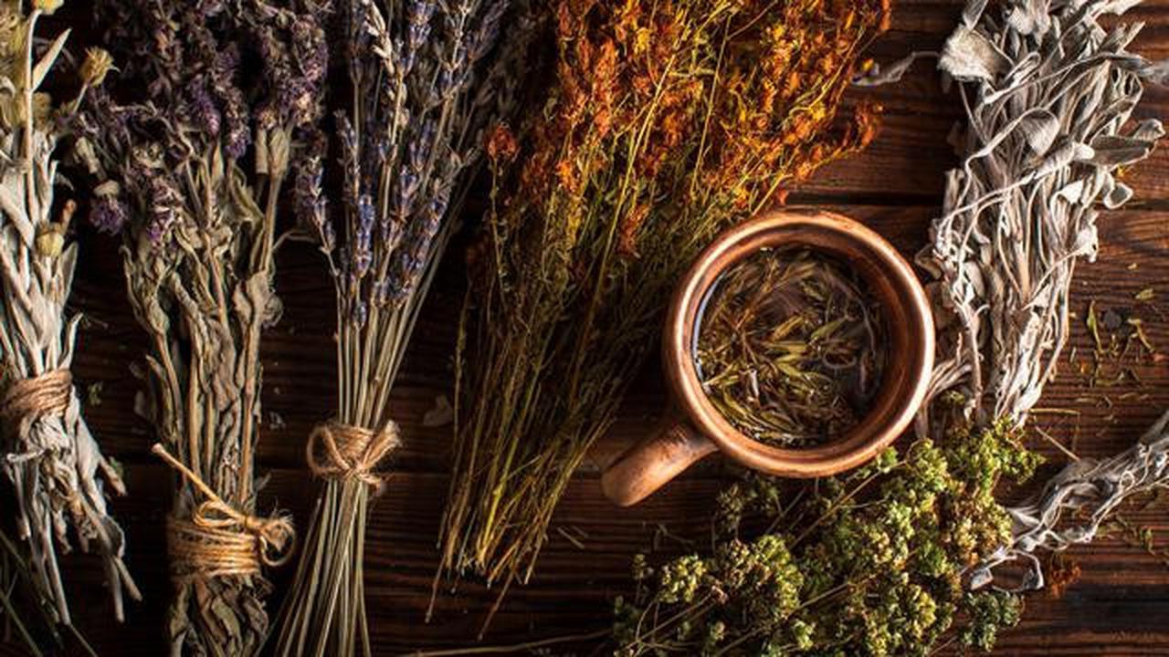 7 Tanaman Herbal untuk Bantu Redakan Pegal Linu pada Remaja Jompo, Rekomendasi Dokter