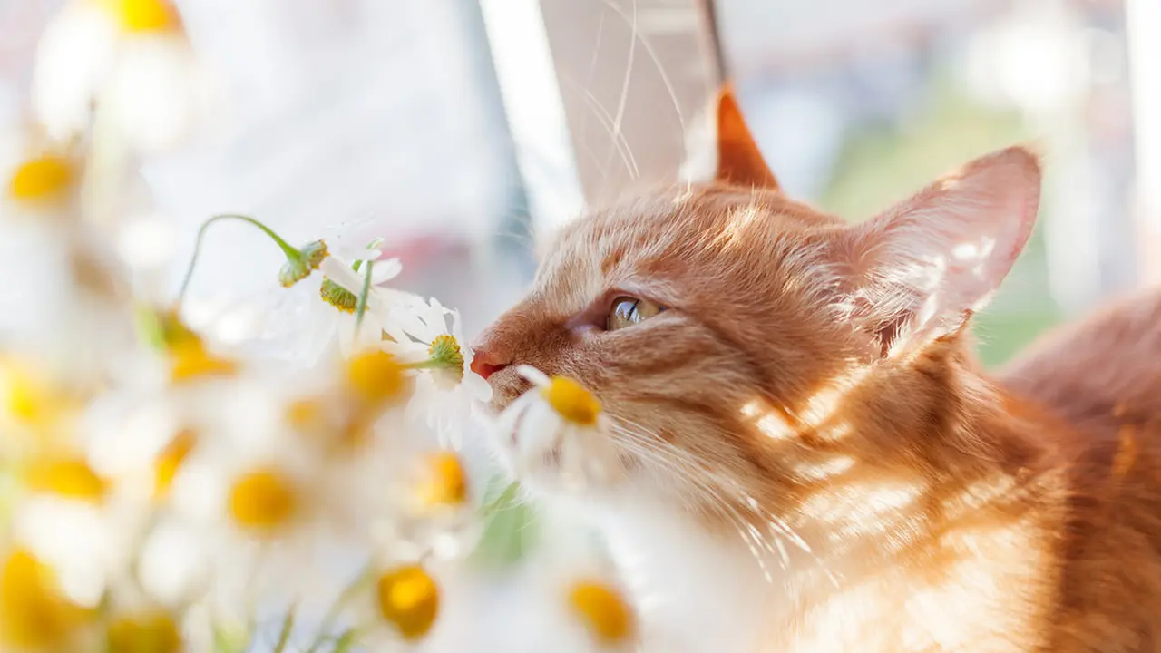 Wewangian kesukaan kucing