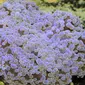 Uephyllia Baliensis, terumbu karang langka yang hidup di perairan Bali dan berada pada kedalaman 29 meter.