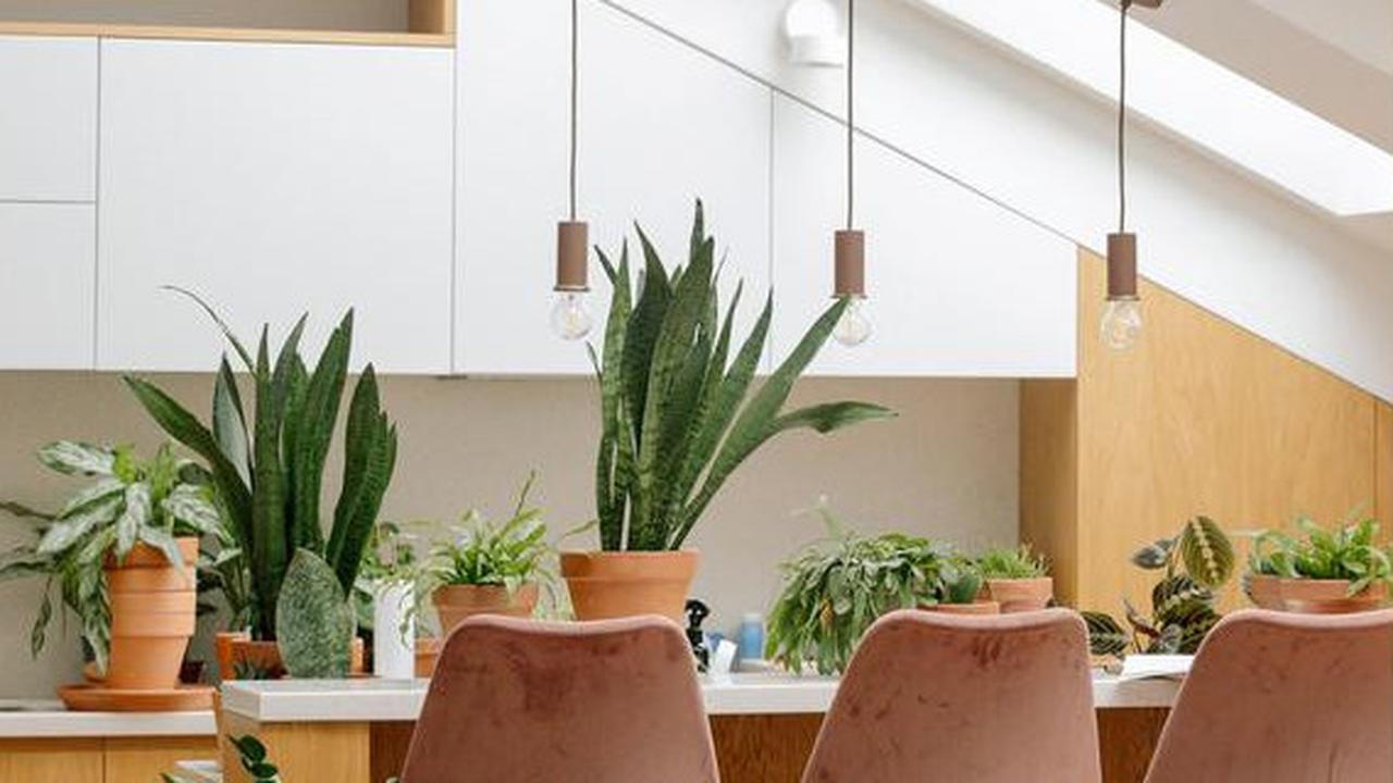 10 Cara Mudah Membuat Kebun Mini di Dapur, Masak Jadi Menyenangkan dan Hemat Pengeluaran