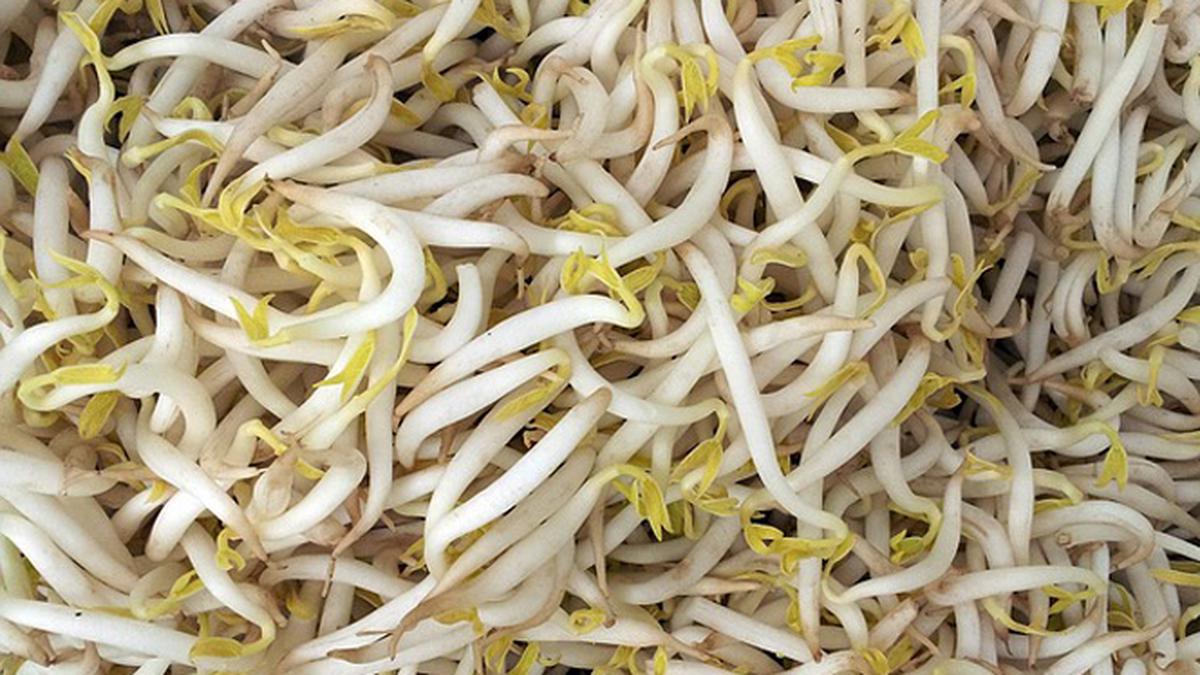 Beda Kecambah dan Tauge, Pahami Bentuk dan Kandungan Nutrisinya