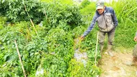 Petani Desa Kepakisan, Batur, Banjarnegara, menunjukkan tanaman kentang yang terserang penyakit aneh usai letusan Kawah Sileri. (Liputan6.com/Muhamad Ridlo)