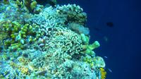 Keindahan bawah laut Pulau Siladen menjadi daya tarik bagi wisatawan asing untuk datang.