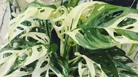 Monstera adansonii variegata (dok.monsteramania.com)