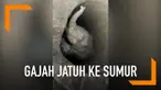Upaya penyelamatan dilakukan setelah seekor anak gajah yang terjatuh ke dalam sumur usai terpisah dari kawanannya.