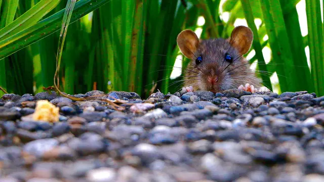 Hama dan Penyakit Tanaman (Sumber: Pixabay)