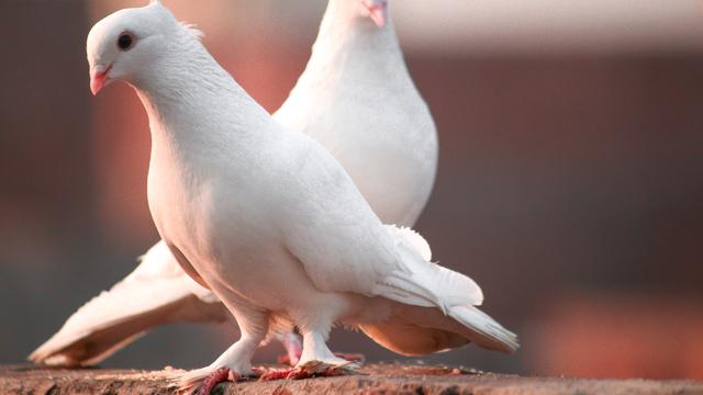 7 Arti Mimpi Burung Merpati, Jadi Pertanda Bertemu Jodoh?