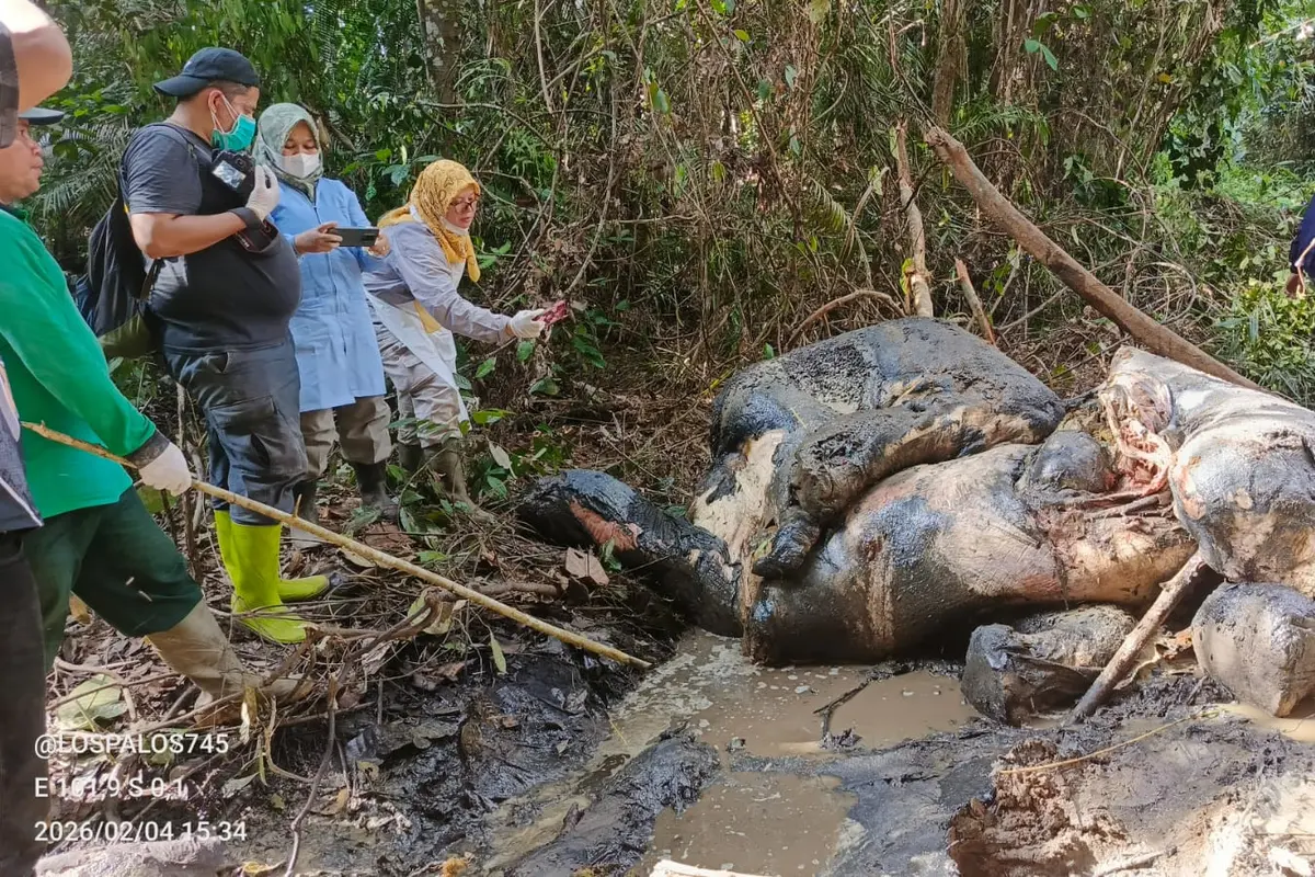 Gajah Tanpa Kepala di Hutan Konsesi Pelalawan Riau Diduga Kuat Korban Perburuan Liar