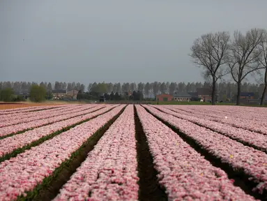 Bunga tulip merah muda tumbuh di ladang di Meerdonk, Belgia (3/5/2021). Sebagian besar tulip di wilayah ini ditanam khusus untuk umbi dan bukan bunganya, namun bunganya tetap di ladang sampai mekar sempurna sebelum ditebang. (AP Photo/Virginia Mayo)