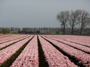 Bunga tulip merah muda tumbuh di ladang di Meerdonk, Belgia (3/5/2021). Sebagian besar tulip di wilayah ini ditanam khusus untuk umbi dan bukan bunganya, namun bunganya tetap di ladang sampai mekar sempurna sebelum ditebang. (AP Photo/Virginia Mayo)