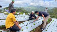 Penerapan smart farming dan IoT bagi petani Garut. (istimewa)