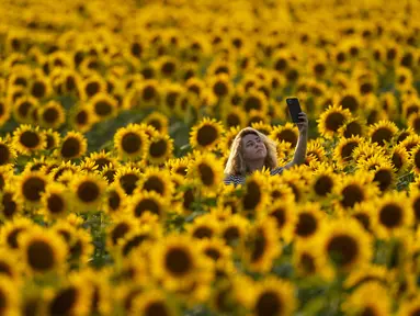 Seorang wanita berselfie di ladang bunga matahari di Grinter Farms, dekat Lawrence, Kansas (6/9/2021). Ladang, yang ditanam setiap tahun oleh keluarga Grinter, menarik ribuan pengunjung selama akhir pekan musim panas saat bunga matahari mekar. (AP Photo/Charlie Riedel)