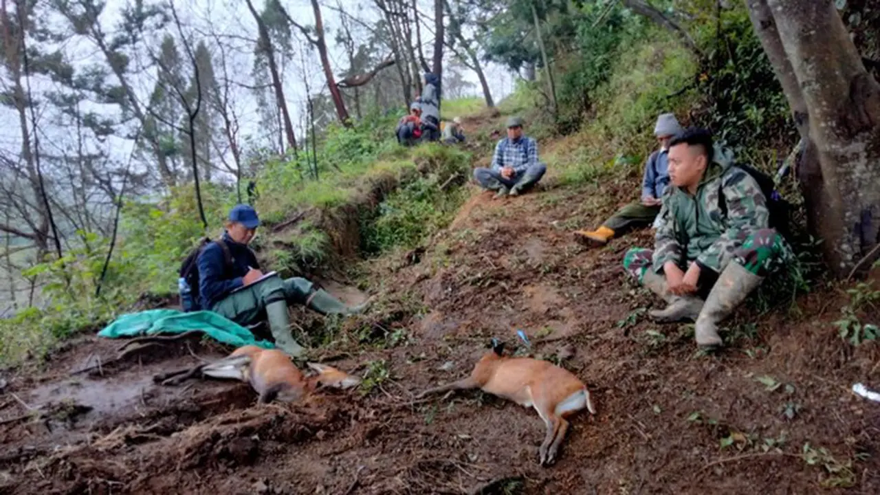 beberapa hewan yang tewas terburu
