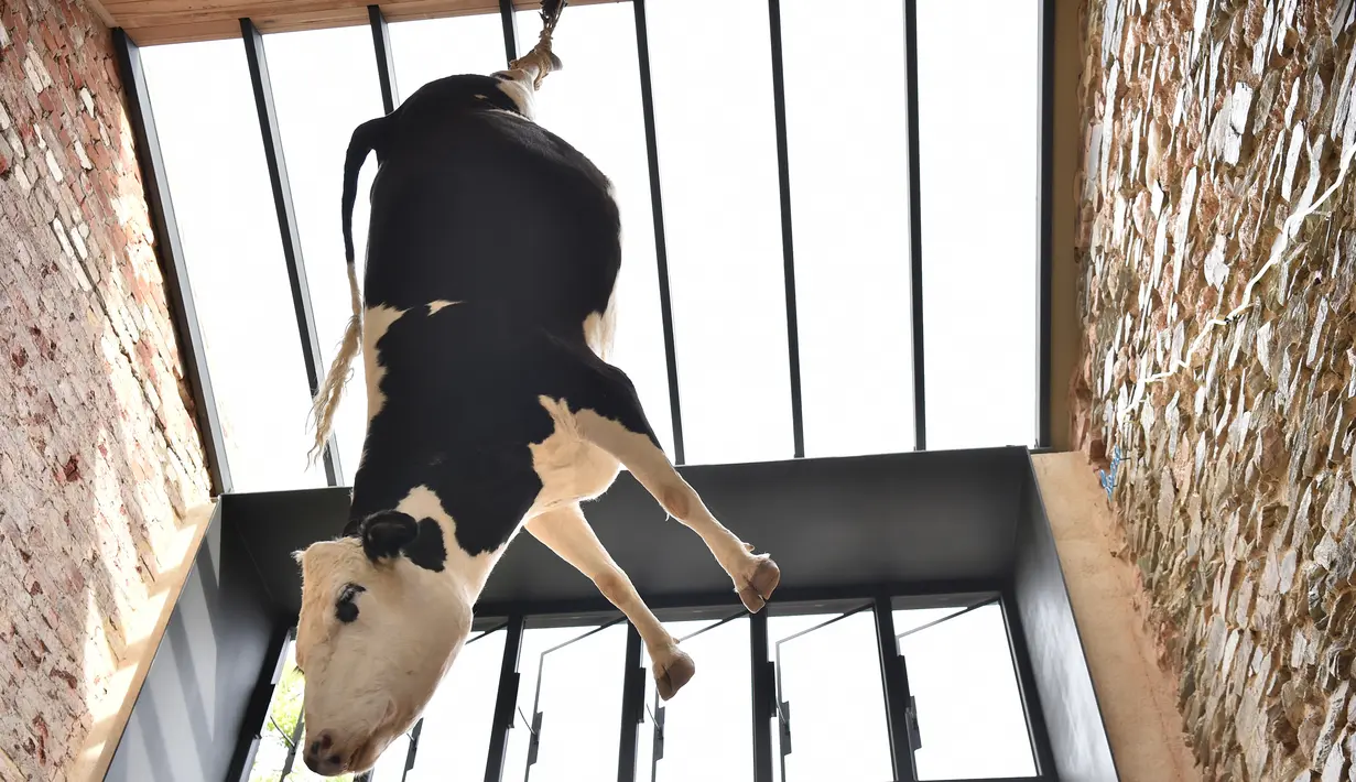 Seekor sapi taxidermy digantung terbalik dilangit-langit salah satu restoran di Adelaide, Australia, Kamis (28/9). Etica merupakan restoran pizza baru di Australia yang menggunakan sapi taxidermy sebagai hiasannya. (AFP PHOTO/PETER PARKS)