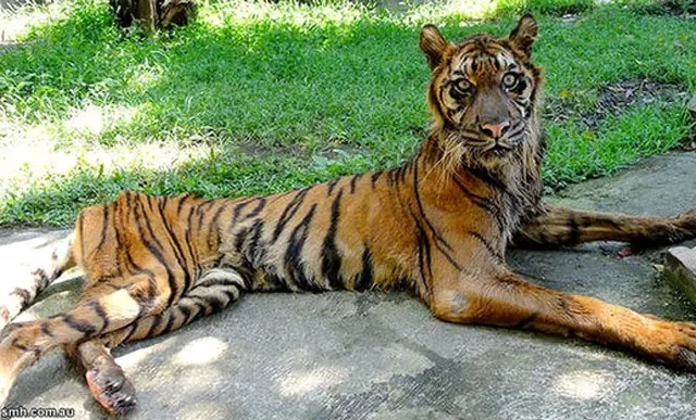 Penyakit diare parah membuat Melani kehilangan tenaga