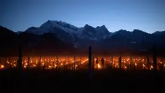 Pemandangan saat ratusan lilin dinyalakan di kebun anggur dengan latar belakang pegunungan es di Flaesch, Swiss (22/3). Sekitar dua ratus lilin anti-embun per hektar dinyalakan untuk melindungi buah dari dingin. (Gian Ehrenzeller / Keystone via AP)