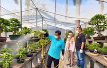 Bonsai Tropis Jateng Jadi Incaran Belanda